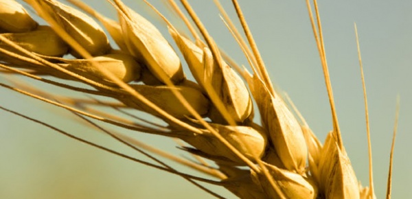 No momento, você está visualizando O trigo e seus sub produtos